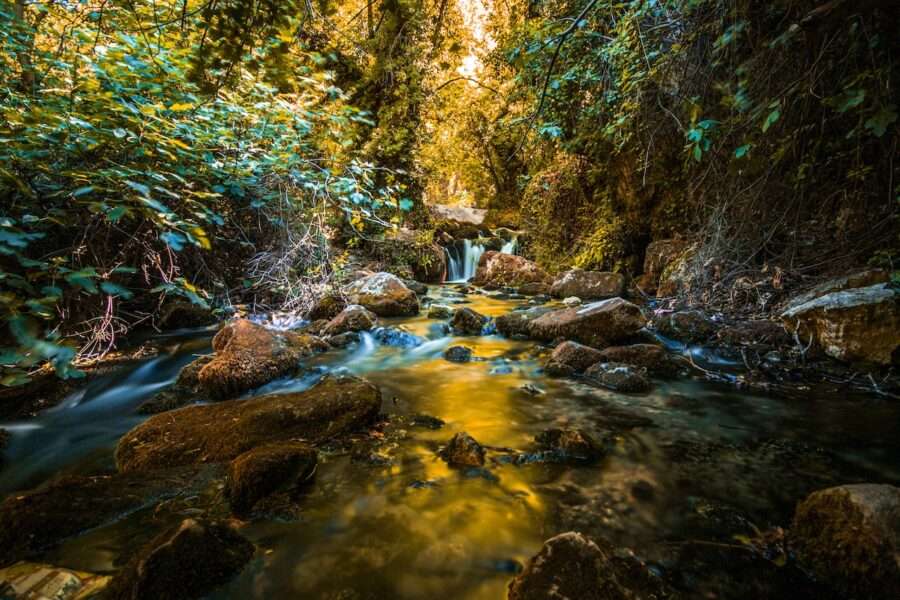 water stream in the forest